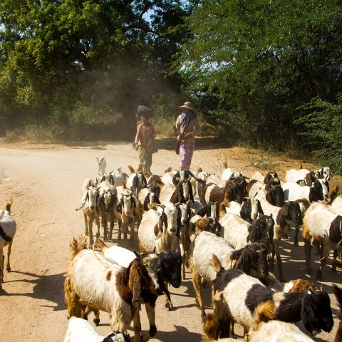 Goat herding  Taken at Latitude/Longitude:21.158969/94.900787.  km       (Map link) : Km to   in, Birma, geo:lat=21.158969, geo:lon=94.900787, geotagged, myanmar