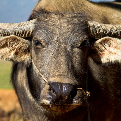 Buffalo  Taken at Latitude/Longitude:20.659785/96.907694.  km       (Map link) : Km to   in, Birma, Yangon, geo:lat=20.659785, geo:lon=96.907694, geotagged, myanmar, selectie Birma