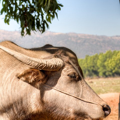 IMG 1940 1 2Enhancer : Birma, myanmar
