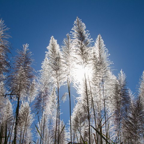 Inle Lake  Taken at Latitude/Longitude:20.585614/96.942820.  km       (Map link) : Km to   in, Birma, geo:lat=20.585614, geo:lon=96.942820, geotagged, myanmar