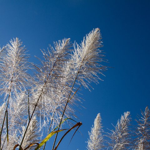Inle Lake  Taken at Latitude/Longitude:20.585614/96.942820.  km       (Map link) : Km to   in, Birma, geo:lat=20.585614, geo:lon=96.942820, geotagged, myanmar