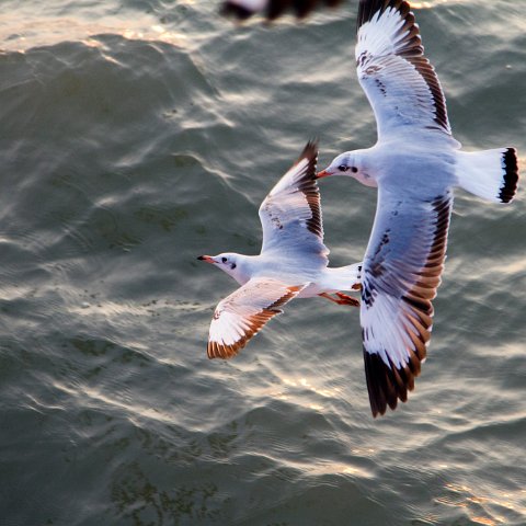 Boat Sittwe to Mrauk-U  Taken at Latitude/Longitude:20.162636/92.913090.  km       (Map link) : Km to   in, Birma, Yangon, geo:lat=20.162636, geo:lon=92.913090, geotagged, myanmar