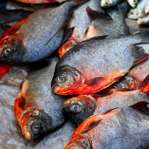 Fish  Taken at Latitude/Longitude:20.595359/93.262236.  km       (Map link) : Km to   in, Birma, Klik hier om trefwoorden toe te voegen, Panmyaung, Yangon, geo:lat=20.595359, geo:lon=93.262236, geotagged, hdr basis, myanmar, selectie Birma