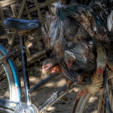 Live chicken transport, burmese style : Birma, myanmar