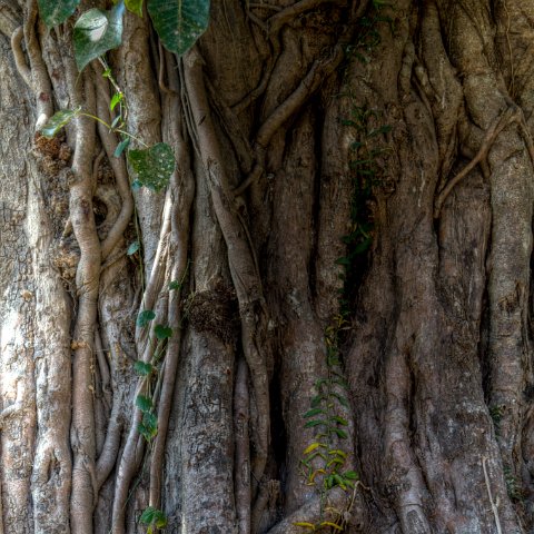 Tree : Birma, myanmar
