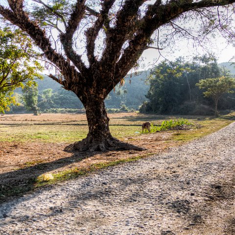 Countryside  Taken at Latitude/Longitude:20.598496/93.225589.  km       (Map link) : Birma, Yangon, myanmar, selectie Birma