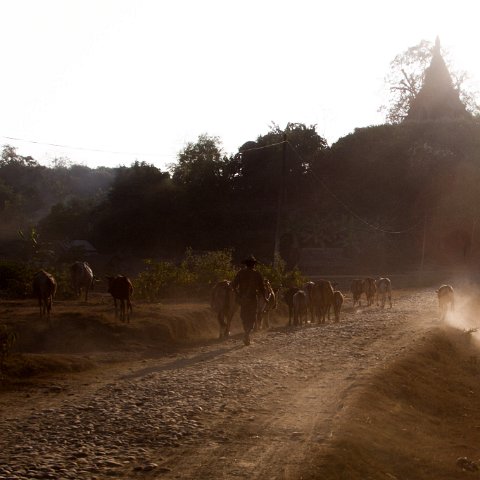 Gathering the cows  Taken at Latitude/Longitude:20.595243/93.199153.  km       (Map link) : Km to   in, Birma, geo:lat=20.595243, geo:lon=93.199153, geotagged, myanmar