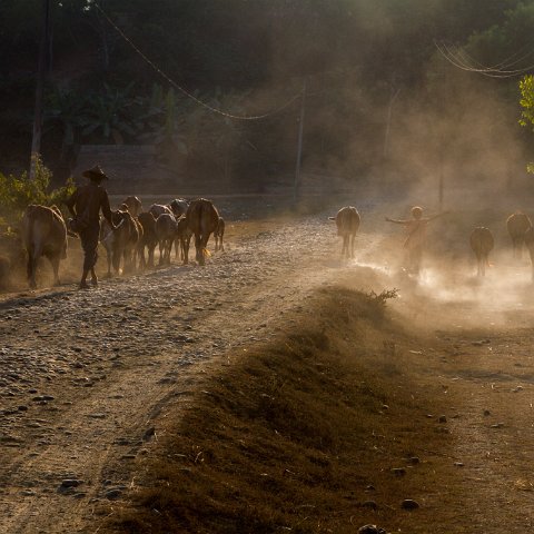 Hurding cows  Taken at Latitude/Longitude:20.595244/93.199157.  km       (Map link) : Km to   in, Birma, Yangon, geo:lat=20.595244, geo:lon=93.199157, geotagged, myanmar, selectie Birma