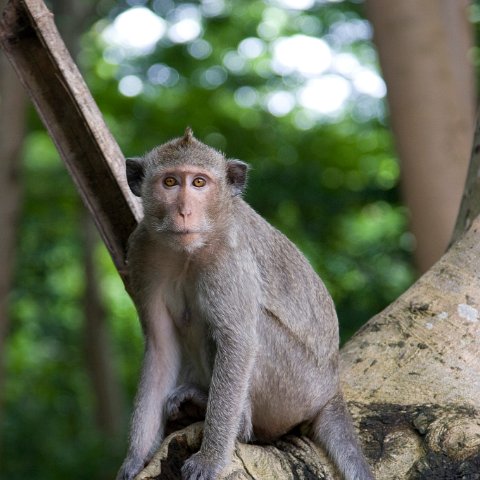 Cambodia : Cambodia Cambodja 2008