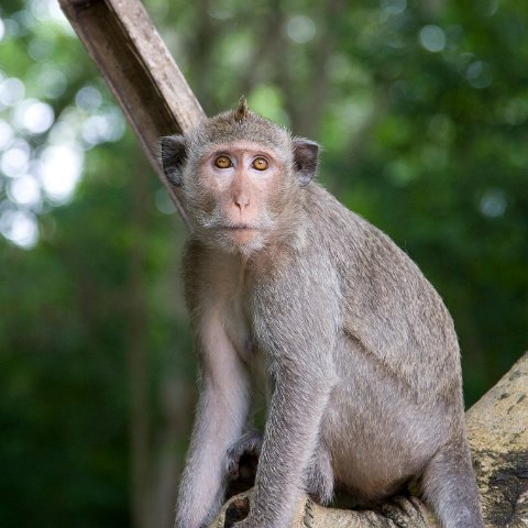 Cambodia : Cambodia Cambodja 2008