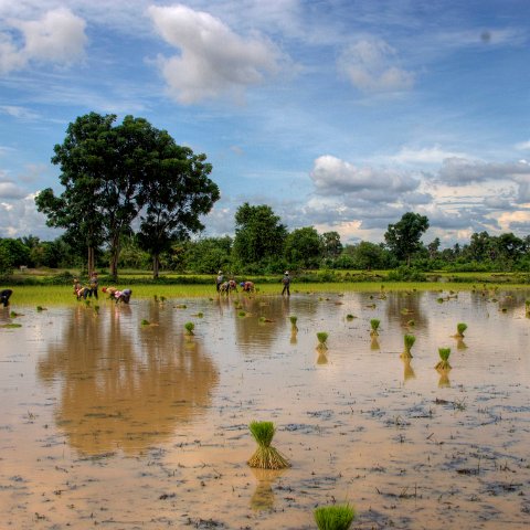 Cambodia : Cambodia Cambodja 2008 hdr