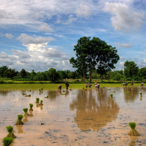Cambodia : Cambodia Cambodja 2008 hdr
