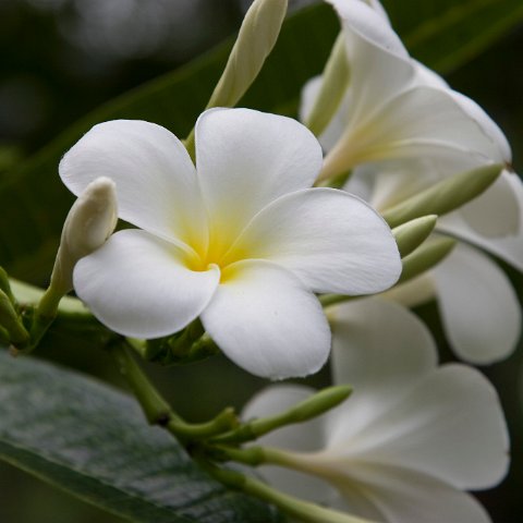 Cambodia : Cambodia Cambodja 2008