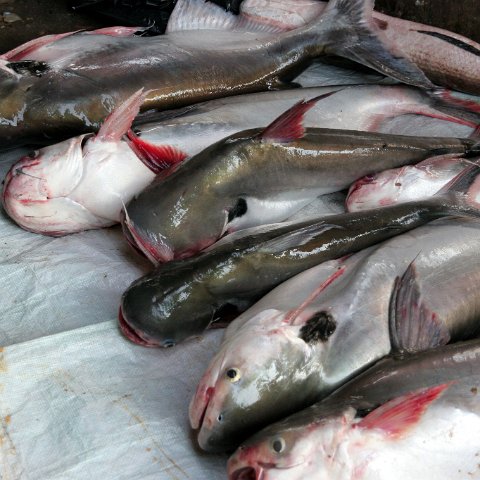 img 0299  Cambodja 2006