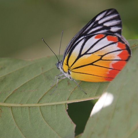 img 0751  Cambodja 2006