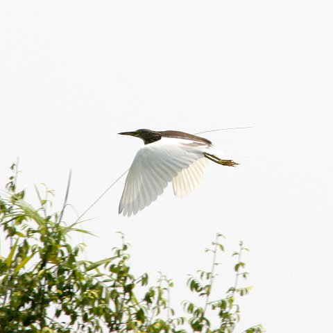 img 1389  Cambodja 2006