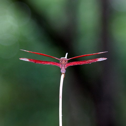 img 2041  Cambodja 2006
