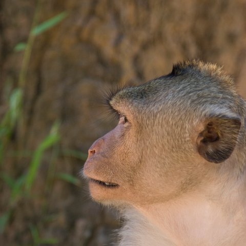 Cambodia : Cambodia Cambodja 2008