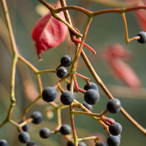 Plants and Grasses-10 : 2011, China, basis