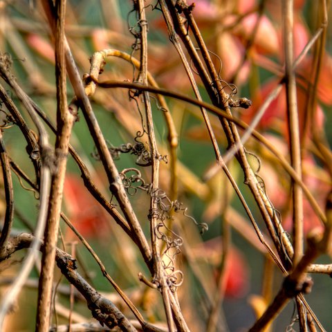 Plants and Grasses-11 : 2011, 202, China, hdr result
