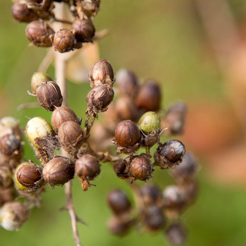 Plants and Grasses-14 : 2011, China, basis