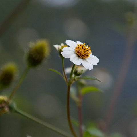 Plants and Grasses-15 : 2011, China, basis, flower