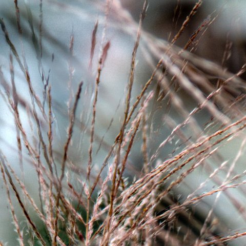 Plants and Grasses-16 : 2011, 202, China, flower, hdr result