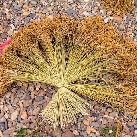 Plants and Grasses-17 : 2011, 202, China, Plants, hdr result