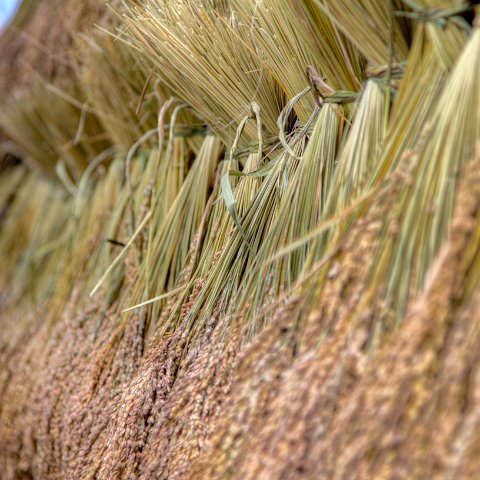 Plants and Grasses-18 : 2011, 202, China, Plants, hdr result