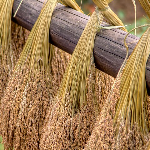 Plants and Grasses-19 : 2011, 202, China, hdr result