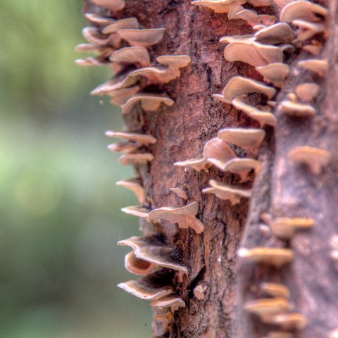 Plants and Grasses-20 : 2011, 202, China, Plants, hdr result