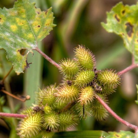 Plants and Grasses-21 : 2011, 202, China, Plants, hdr result