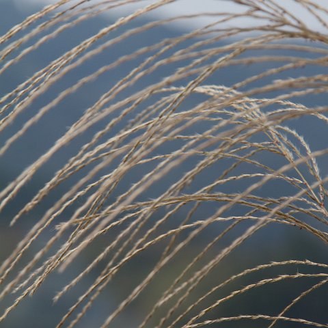 Plants and Grasses-22 : 2011, China, basis