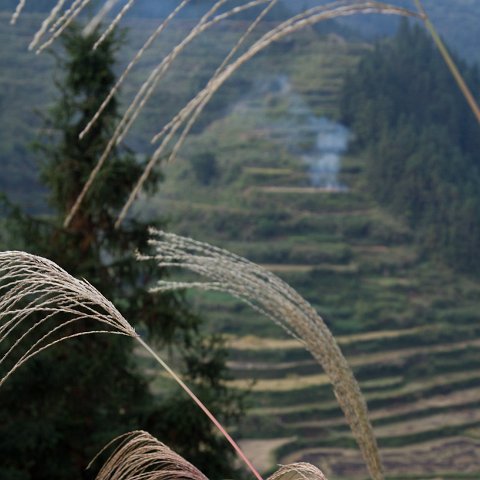 Plants and Grasses-23 : 2011, China, basis