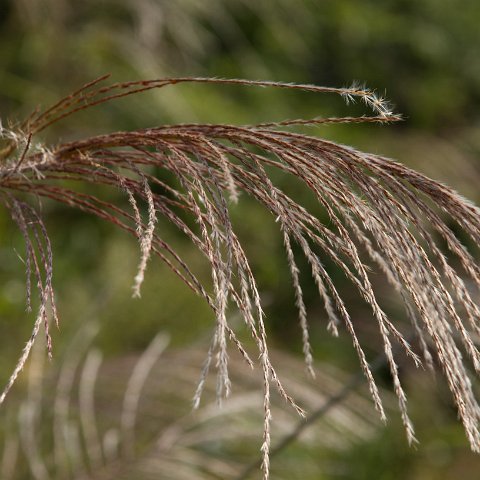Plants and Grasses-25 : 2011, China, basis