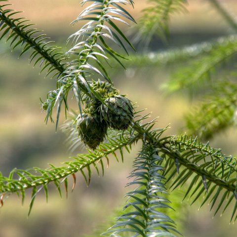 Plants and Grasses-27 : 2011, 202, China, hdr result