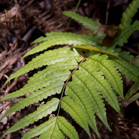 Plants and Grasses-28 : 2011, China, basis