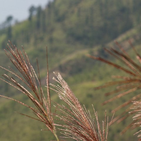 Plants and Grasses-29 : 2011, China, basis