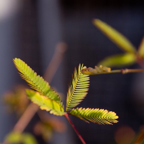 Plants and Grasses-3 : 2011, China, basis