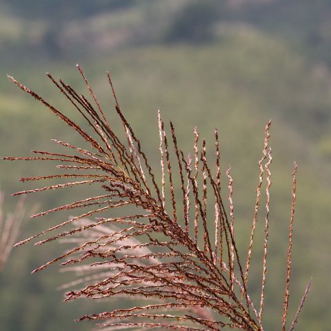 Plants and Grasses-30 : 2011, China, basis