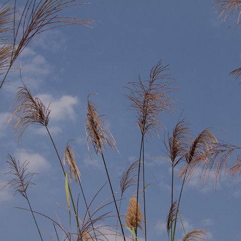 Plants and Grasses-31 : 2011, China, basis