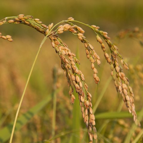Plants and Grasses-32 : 2011, China, basis