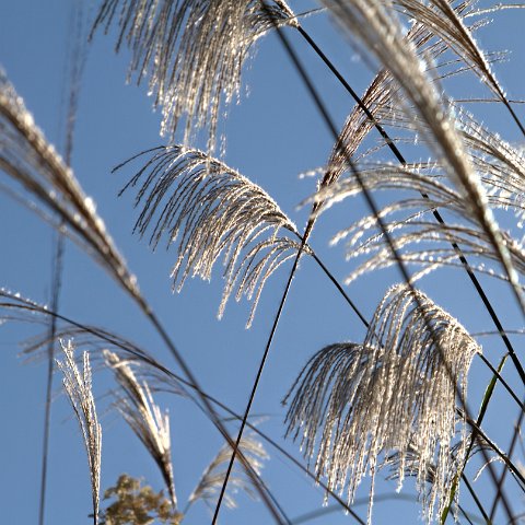 Plants and Grasses-33 : 2011, 202, China, Plants, hdr result