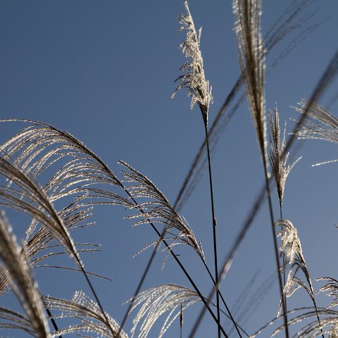 Plants and Grasses-34 : 2011, China, basis