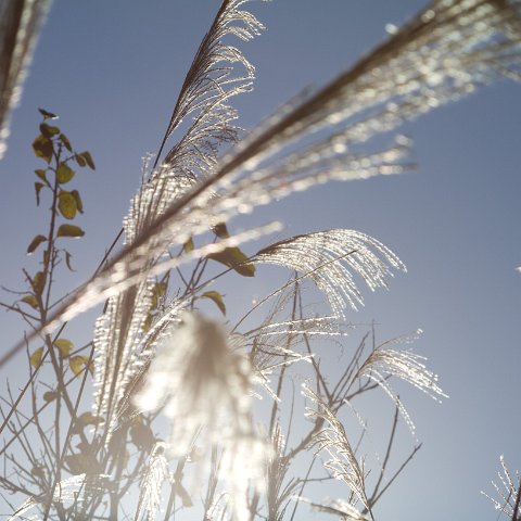 Plants and Grasses-35 : 2011, China, basis