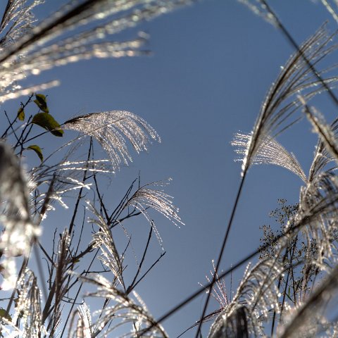Plants and Grasses-36 : 2011, 202, China, Plants, hdr result