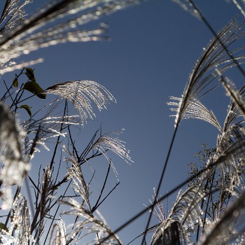 Plants and Grasses-37 : 2011, China, basis