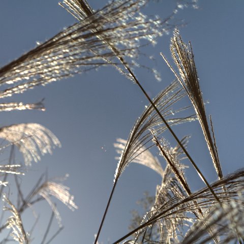 Plants and Grasses-38 : 2011, 202, China, Plants, hdr result
