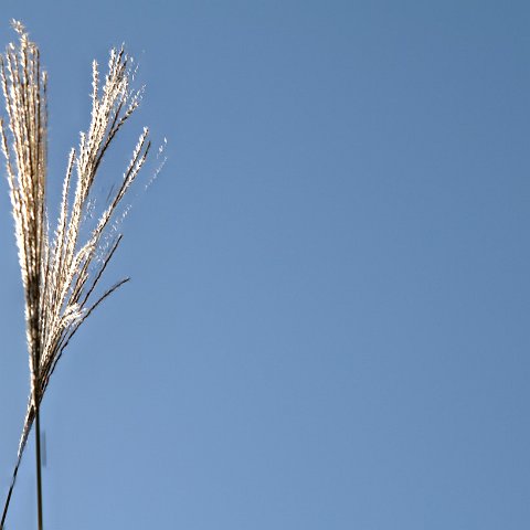 Plants and Grasses-39 : 2011, 202, China, Plants, hdr result