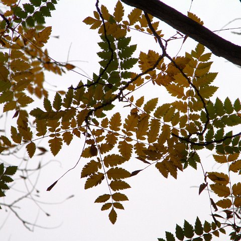 Plants and Grasses-4 : 2011, 202, China, hdr result